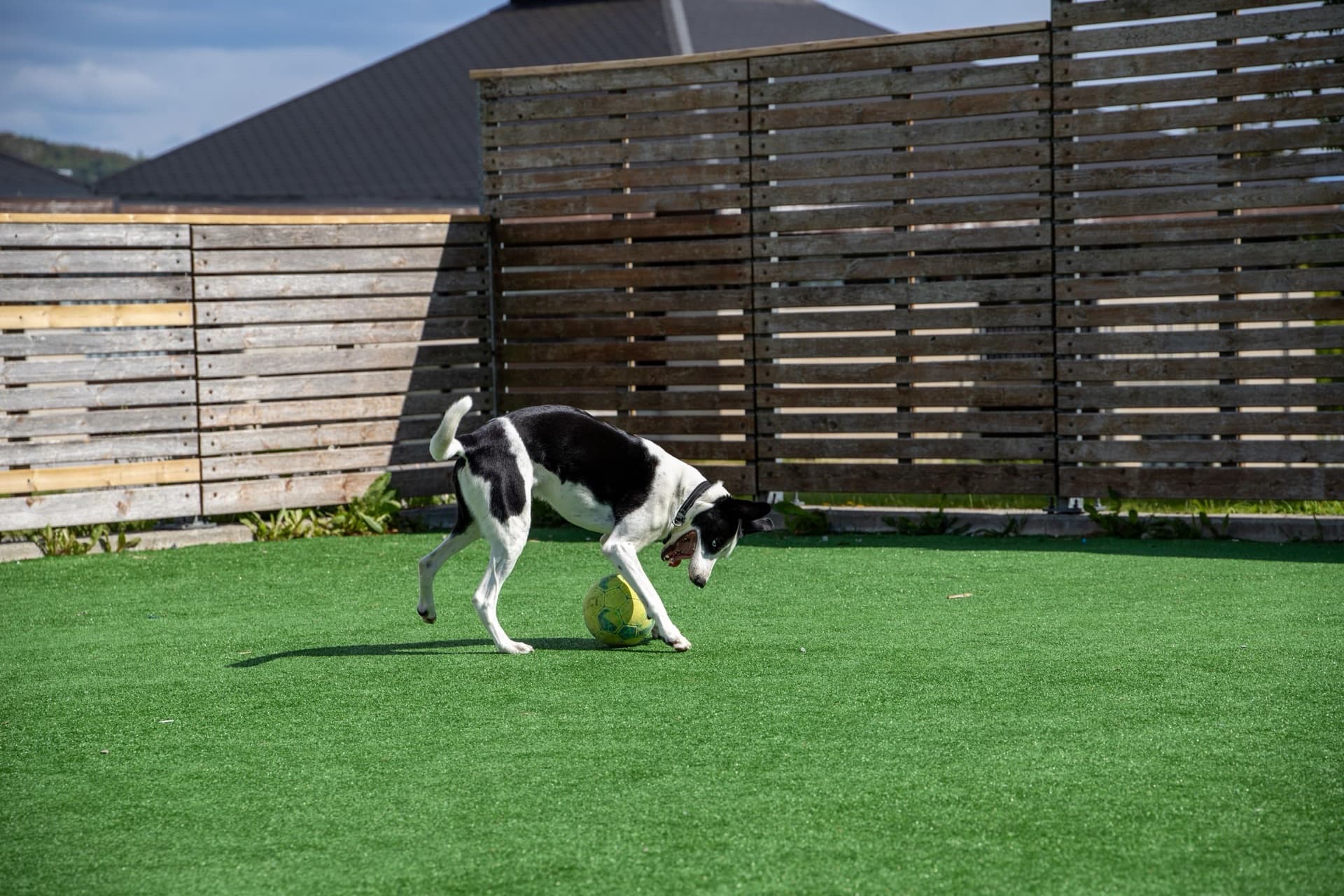 Dog playing with a ball on artificial turf in a backyard with timber slat fencing