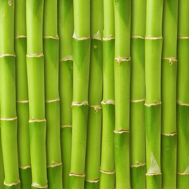 Manufacturer photo: sugar cane crop, the renewable feedstock behind the I'm green yarn